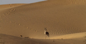 desert-np