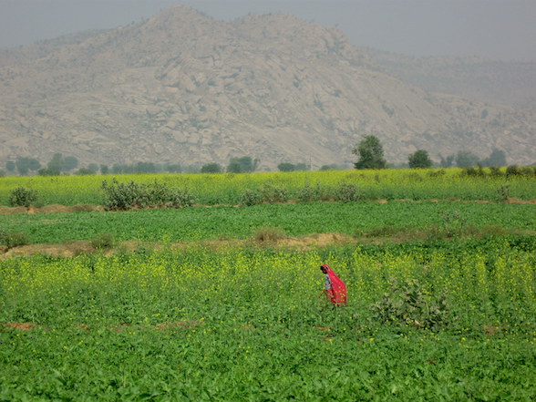 Agriculture Rajasthan