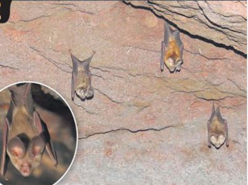 Leaf-nosed bats sighted after 37 years of extinction
