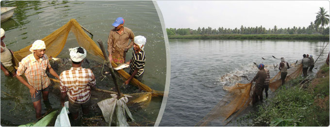Rajasthan Fisheries | Resource | Government Department | Production | Scope