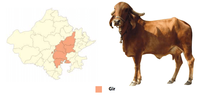गीर