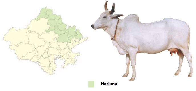 हरियाणवी