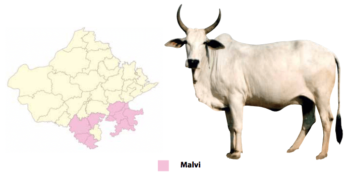 मालवी