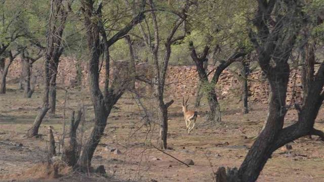 Jamwa Ramgarh Wildlife Sanctuary