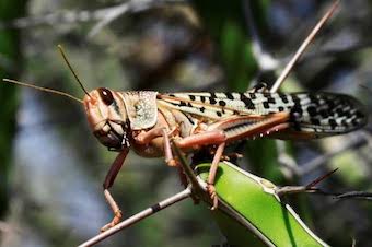 What are Locusts ? What is Locust ?