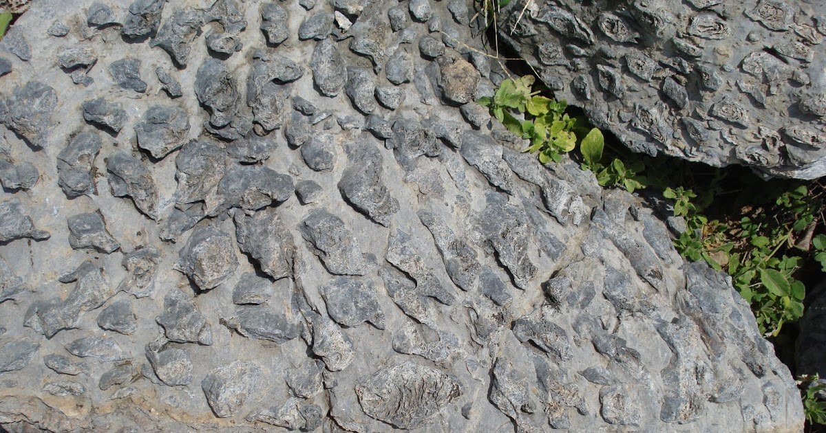 Bojunda Stromatolite Fossil Park | Geopark